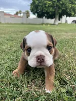 Bear , a male English Bulldog for sale in Glendale, AZ – 3 of 5