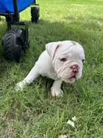 Wrecky, a female English Bulldog for sale in Glendale, AZ – 4 of 5