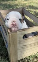 June, a female English Bulldog for sale in Glendale, AZ – 2 of 4