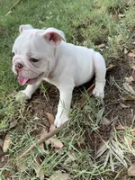 Piggy, a female English Bulldog for sale in Glendale, AZ – 2 of 5