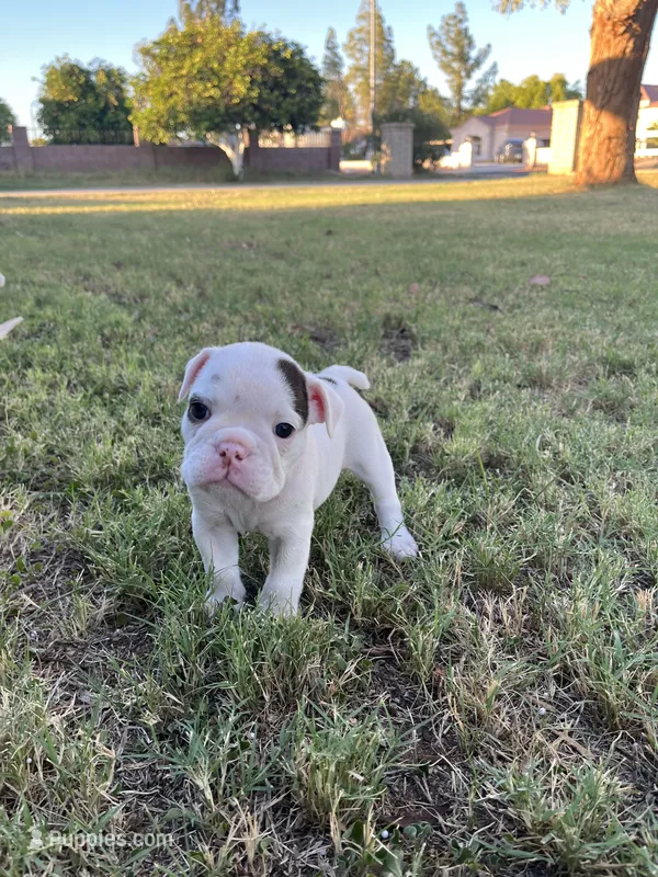 Stella  – English Bulldog puppy for sale in Glendale, AZ