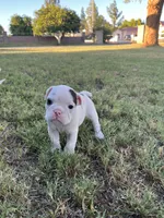 Stella , a female English Bulldog for sale in Glendale, AZ – 1 of 5