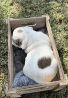 June, a female English Bulldog for sale in Glendale, AZ – 3 of 4