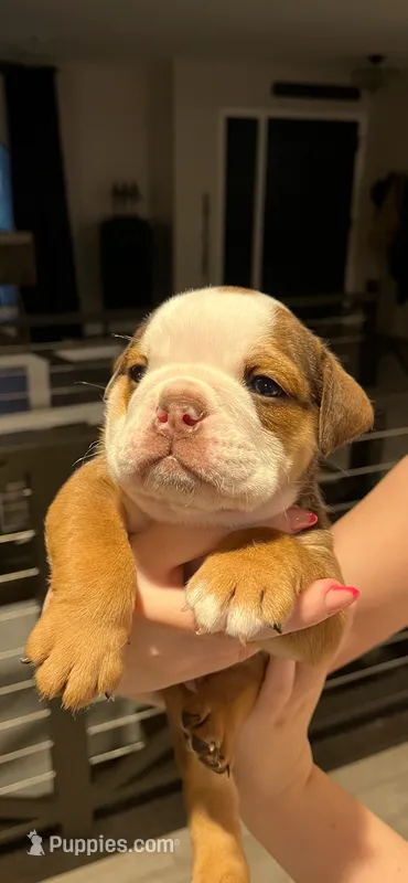 Bear  – English Bulldog puppy for sale in Glendale, AZ
