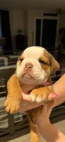 Bear , a male English Bulldog for sale in Glendale, AZ – 1 of 5