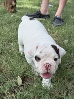 Stella , a female English Bulldog for sale in Glendale, AZ – 2 of 5