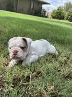 Wrecky, a female English Bulldog for sale in Glendale, AZ – 3 of 5