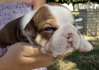 Maple , a female English Bulldog for sale in Glendale, AZ – 1 of 4