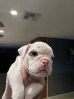 Stella , a female English Bulldog for sale in Glendale, AZ – 4 of 5