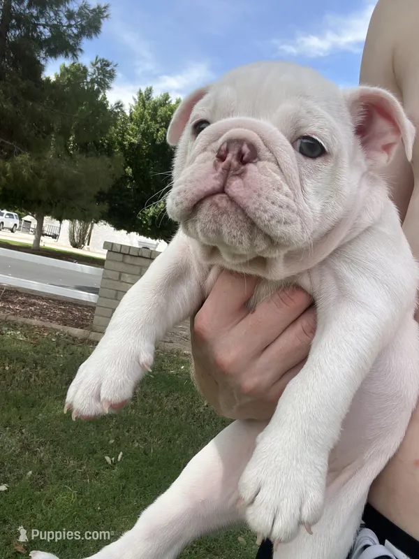 Piggy – English Bulldog puppy for sale in Glendale, AZ