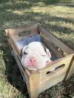 GiGi , a female English Bulldog for sale in Glendale, AZ – 2 of 4