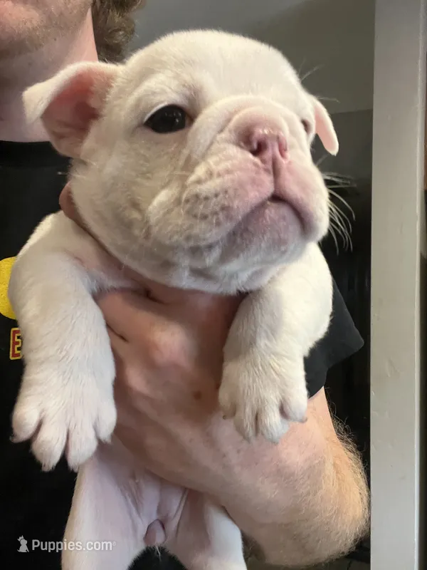 GiGi  – English Bulldog puppy for sale in Glendale, AZ