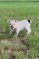 Piggy, a female English Bulldog for sale in Glendale, AZ – 5 of 5