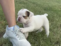 June , a female English Bulldog for sale in Glendale, AZ – 3 of 5