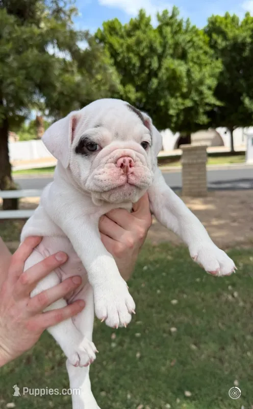 Stella  – English Bulldog puppy for sale in Glendale, AZ