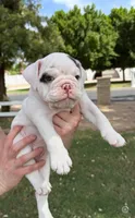 Stella , a female English Bulldog for sale in Glendale, AZ – 1 of 5