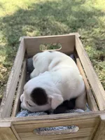 GiGi , a female English Bulldog for sale in Glendale, AZ – 4 of 4