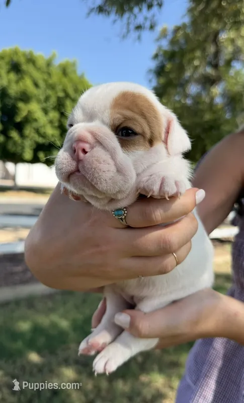 Ladybug – English Bulldog puppy for sale in Glendale, AZ