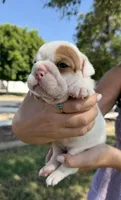 Ladybug, a female English Bulldog for sale in Glendale, AZ – 1 of 3