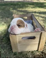 Ladybug, a female English Bulldog for sale in Glendale, AZ – 3 of 3