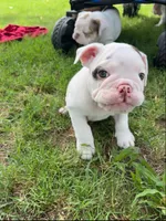 Stella , a female English Bulldog for sale in Glendale, AZ – 4 of 5