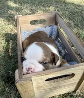 Maple , a female English Bulldog for sale in Glendale, AZ – 3 of 4