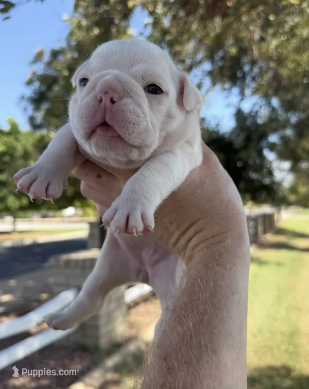 Stella  – English Bulldog puppy for sale in Glendale, AZ