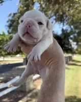 Stella , a female English Bulldog for sale in Glendale, AZ – 1 of 5