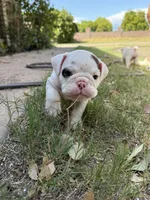 Stella , a female English Bulldog for sale in Glendale, AZ – 2 of 5