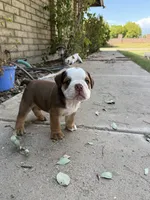 Bear , a male English Bulldog for sale in Glendale, AZ – 4 of 5