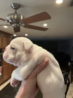 GiGi , a female English Bulldog for sale in Glendale, AZ – 3 of 5