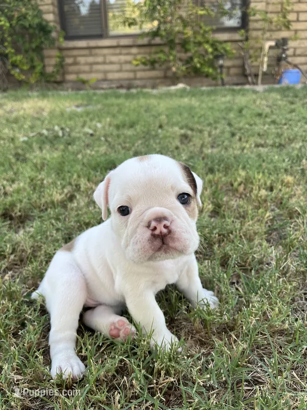 June  – English Bulldog puppy for sale in Glendale, AZ