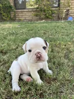 June , a female English Bulldog for sale in Glendale, AZ – 1 of 5