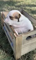 June, a female English Bulldog for sale in Glendale, AZ – 4 of 4