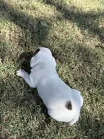 GiGi , a female English Bulldog for sale in Glendale, AZ – 3 of 4