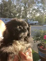 Joe, a male Pekingese for sale in Menifee, CA – Photo 5 of 5