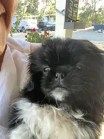 Joe, a male Pekingese for sale in Menifee, CA – Photo 4 of 5