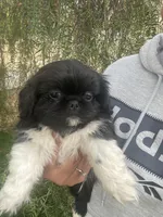 Joe, a male Pekingese for sale in Menifee, CA – Photo 1 of 5