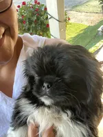 Joe, a male Pekingese for sale in Menifee, CA – Photo 3 of 5
