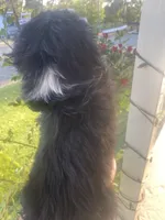 Joe, a male Pekingese for sale in Menifee, CA – Photo 2 of 5