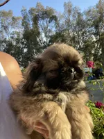 Lenny , a male Pekingese for sale in Menifee, CA – Photo 6 of 6