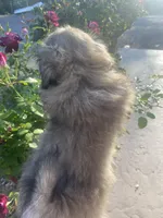 Lenny , a male Pekingese for sale in Menifee, CA – Photo 3 of 6