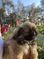 Lenny , a male Pekingese for sale in Menifee, CA – Photo 2 of 6