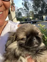 Lenny , a male Pekingese for sale in Menifee, CA – Photo 4 of 6
