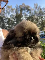 Lenny , a male Pekingese for sale in Menifee, CA – Photo 5 of 6