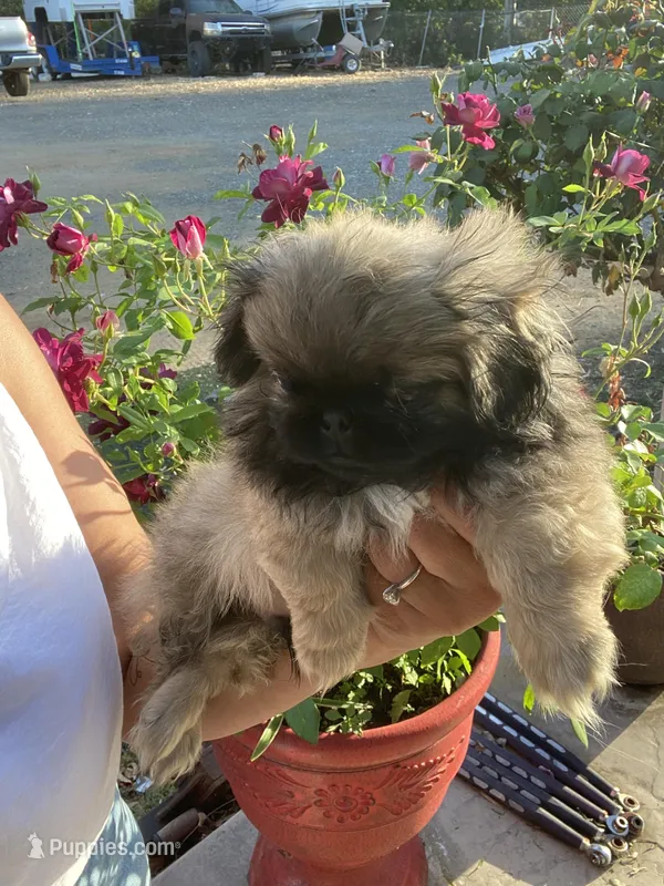 Lenny , a male Pekingese for sale in Menifee, CA – Photo 1 of 6