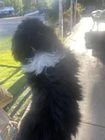 Sam, a male Pekingese for sale in Menifee, CA – Photo 6 of 7