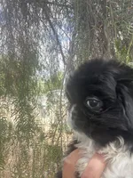 Sam, a male Pekingese for sale in Menifee, CA – Photo 4 of 7