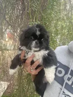 Sam, a male Pekingese for sale in Menifee, CA – Photo 2 of 7