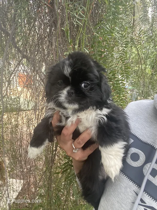 Sam, a male Pekingese for sale in Menifee, CA – Photo 1 of 7